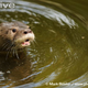 Illustration for article titled Monday Mustelid - Lontra longicaudis Edition